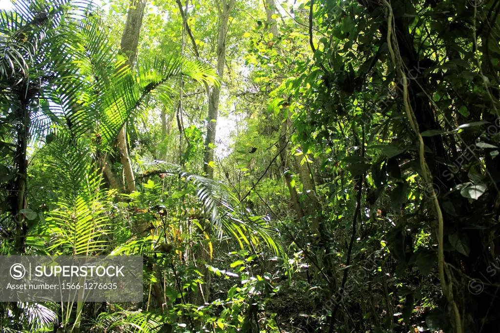 Jungle Venezuela