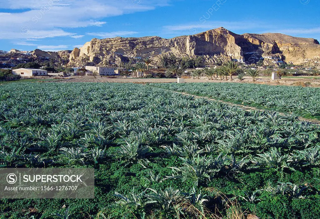 Cultivation field. Cuevas de Almanzora, Almeria province, Andalucia, Spain.
