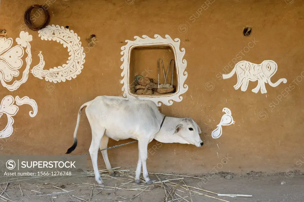 India, Rajasthan, Tonk region, Young calf and Mandana paintings.