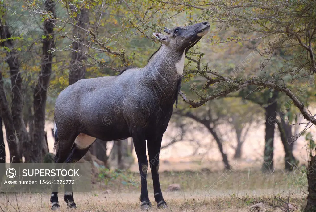 India, Rajasthan, Ranthambore National Park, Nilgaut male antelope, also called Nilgai or Blue Bull.