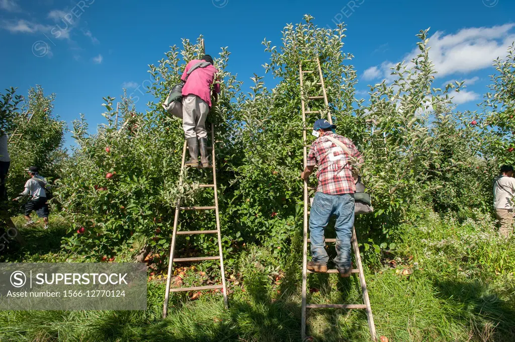 Workers picking apples at an apple orchard in Aspers, Pennsylvania, USA.