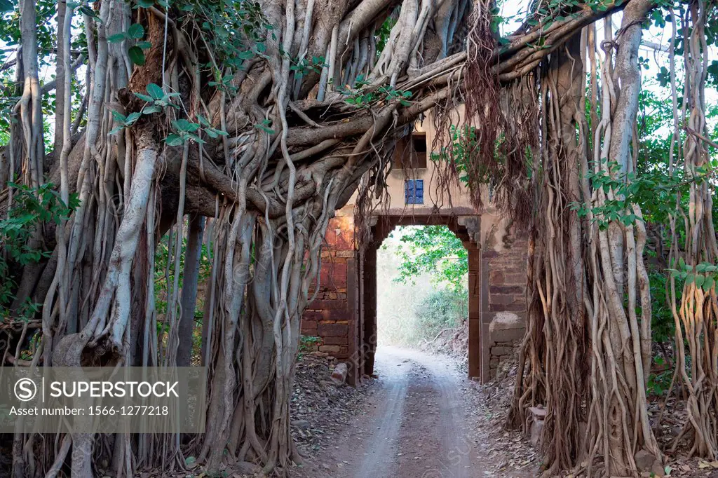 entrance gate and Indian Banyan (Ficus benghalensis), Ranthambore National Park, India.