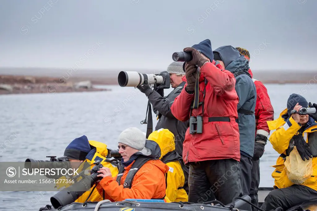 Tourist in Zodiacs watching and photographing polar bears, Svalbard, Norway.