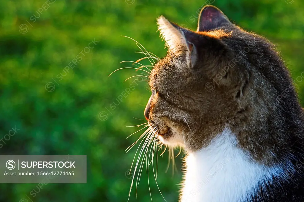 Side view of a cat overlooking its territory.