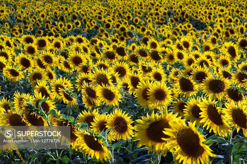Field of Sunflowers helianthus annus Southern France