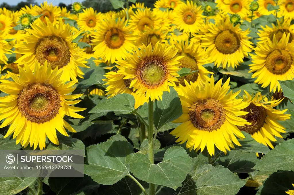 Sunflower Helianthus annuus, France