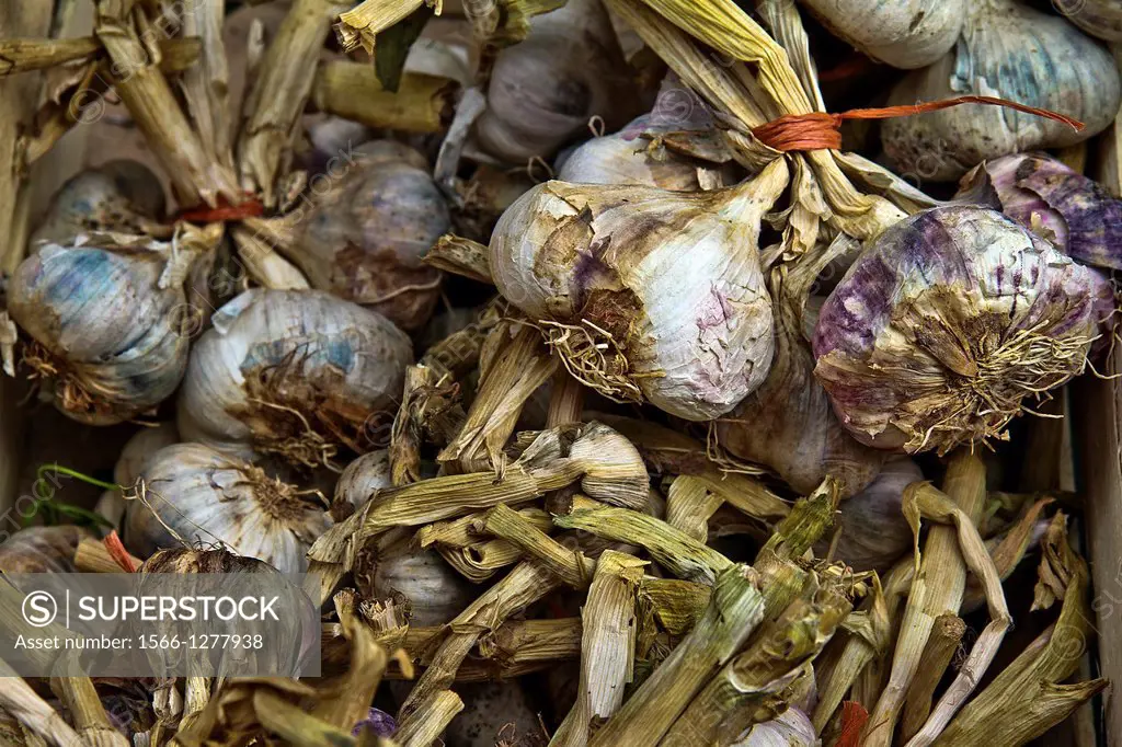 Close up of heads of garlic, Spain