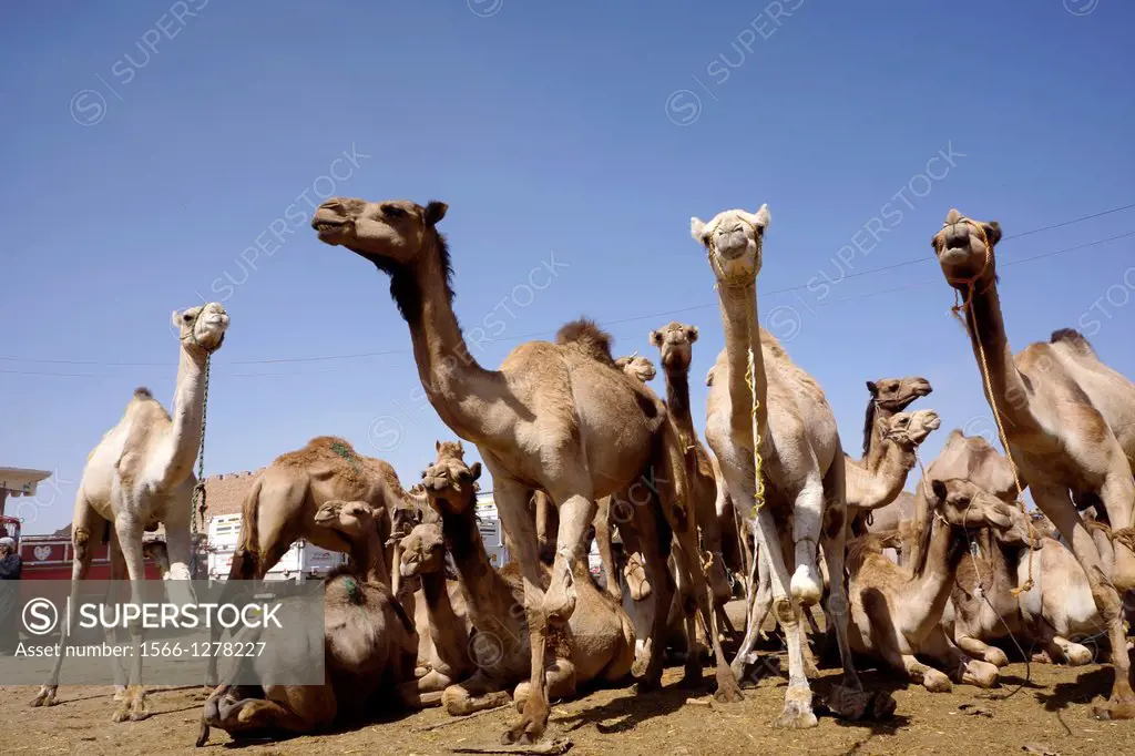 Birqash camel market. Cairo. Egypt.