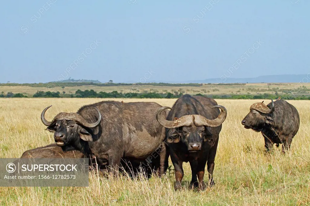 Buffalo. Maasai Mara National Reserve. Kenya