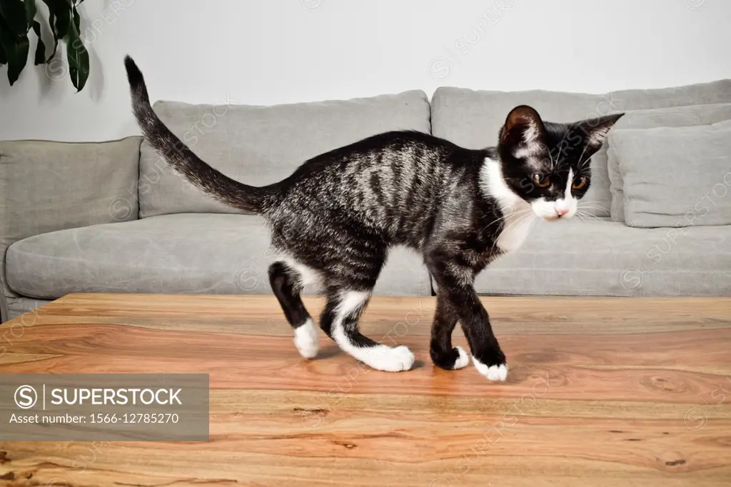 Black and white kitten on a wooden table.