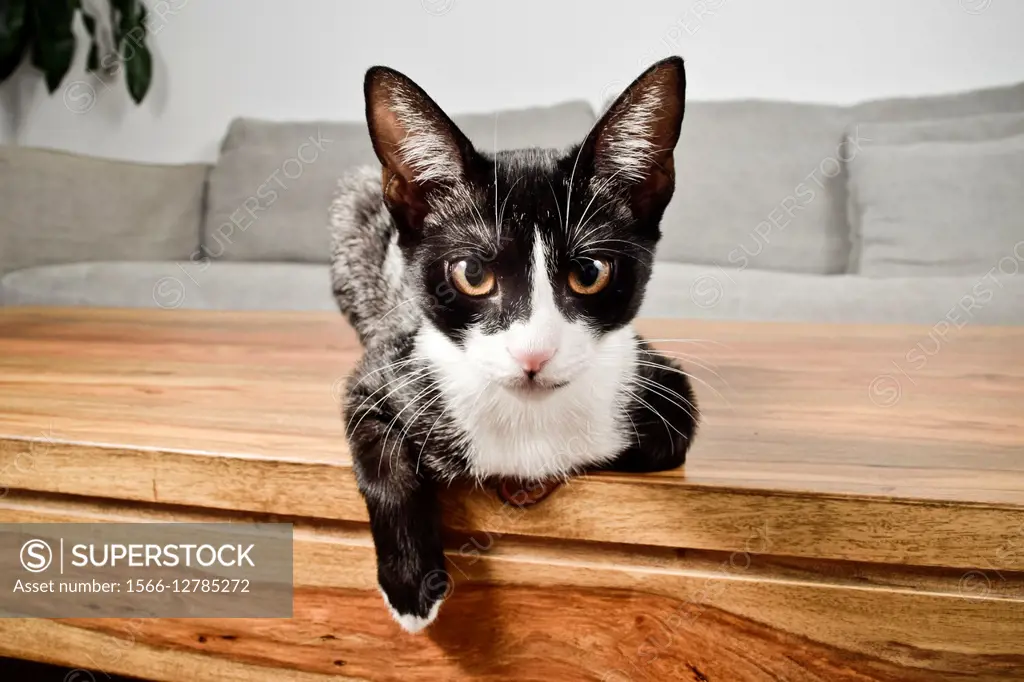 Black and white kitten on a wooden table.