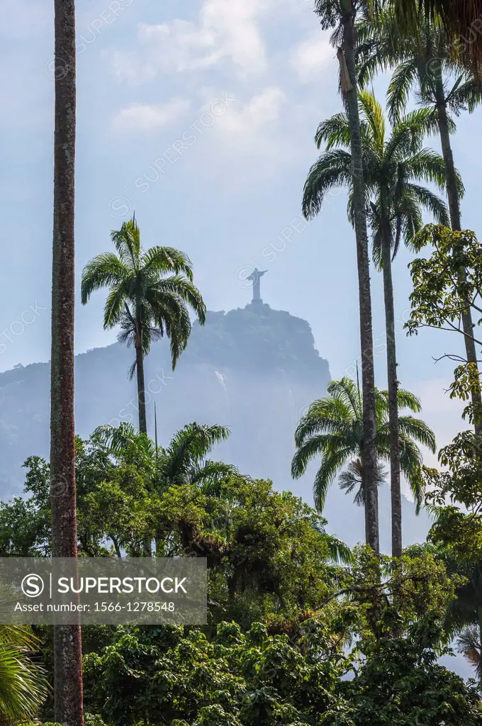 Corcovado and Palm trees, Rio de Janeiro Botanical Gardens, Brazil.