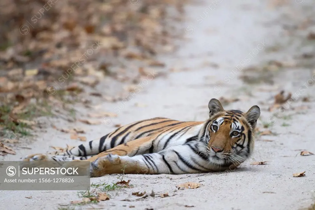 Tiger (Panthera tigris) lying on forest track, Kanha National Park, Madhya Pradesh, India.