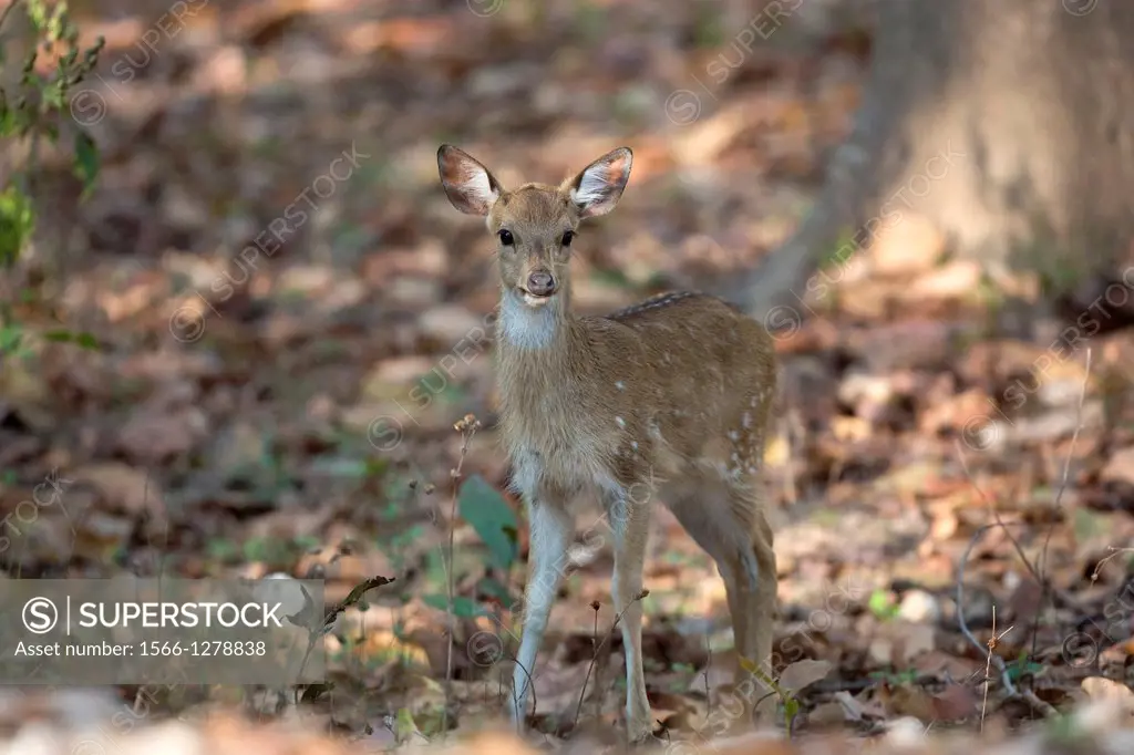 young Chital (Axis axis) standing in forest, Kanha National Park, Madhya Pradesh, India.
