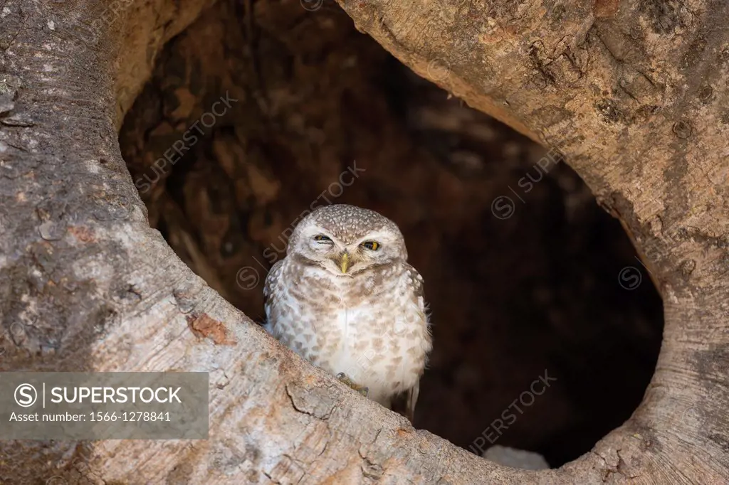Spotted Owlet (Athene brama) in tree cavity, Kanha National Park, Madhya Pradesh, India.