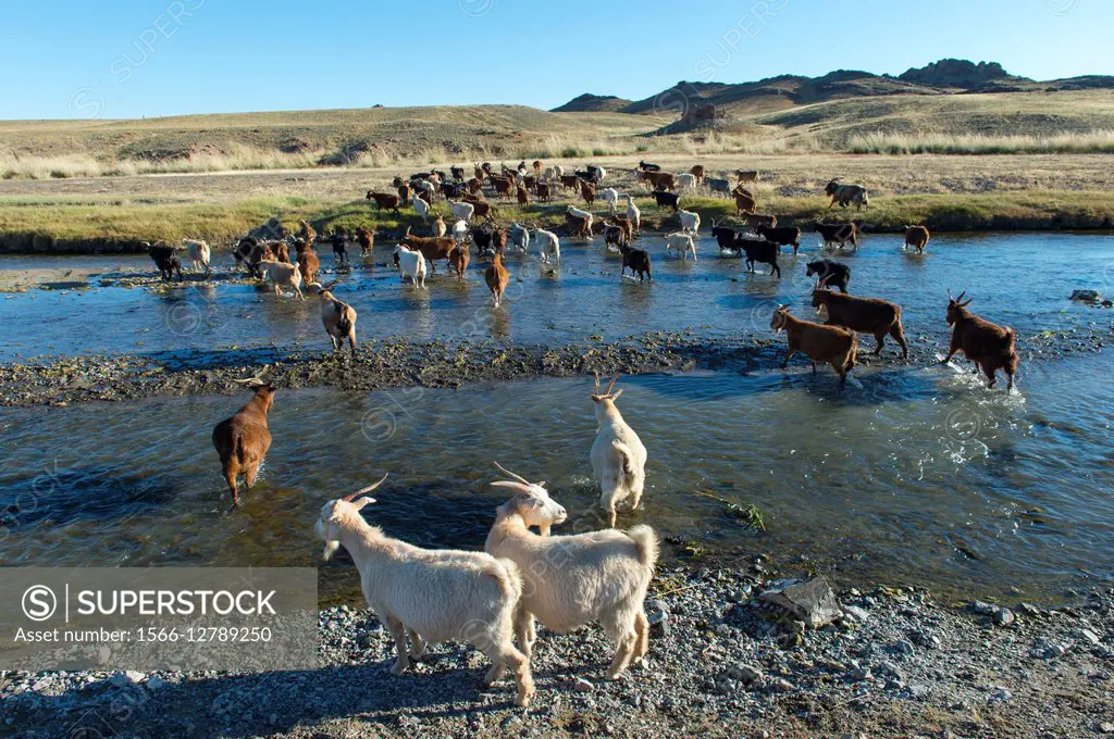 A goat herd is crossing the Ongi River near the Ongiin Khiid monastery in central Mongolia.