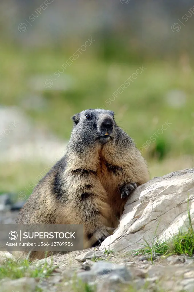 Alpine Marmot (Marmota marmota). France.