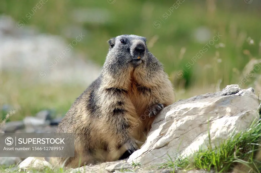 Alpine Marmot (Marmota marmota). France.