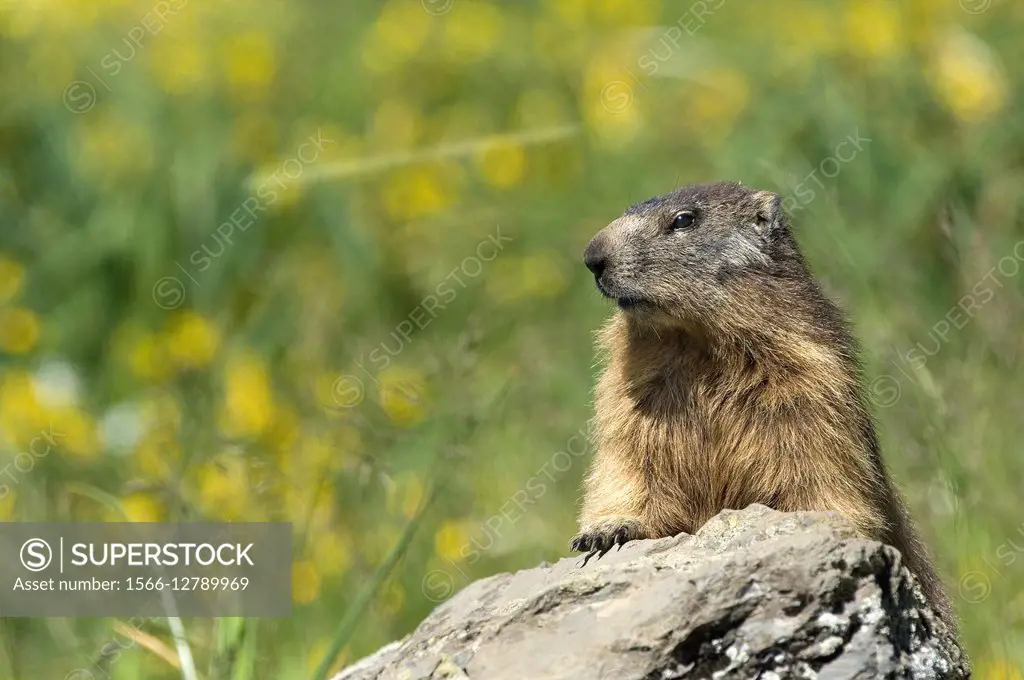 Alpine Marmot (Marmota marmota), France