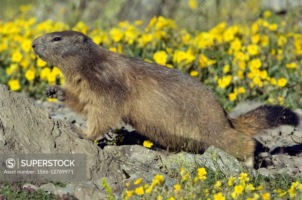 Alpine Marmot (Marmota marmota), France