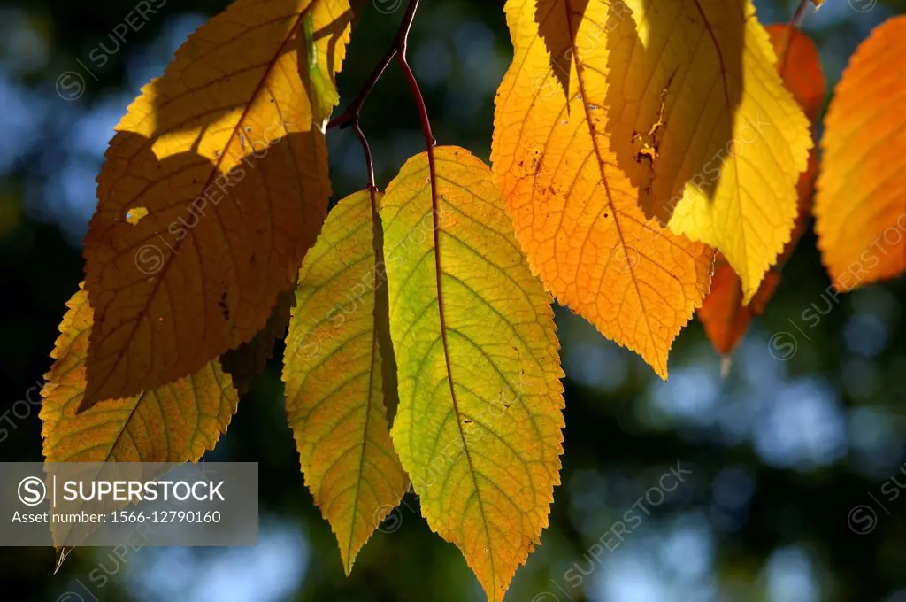 Common Walnut, Leaves (Juglans regia), France