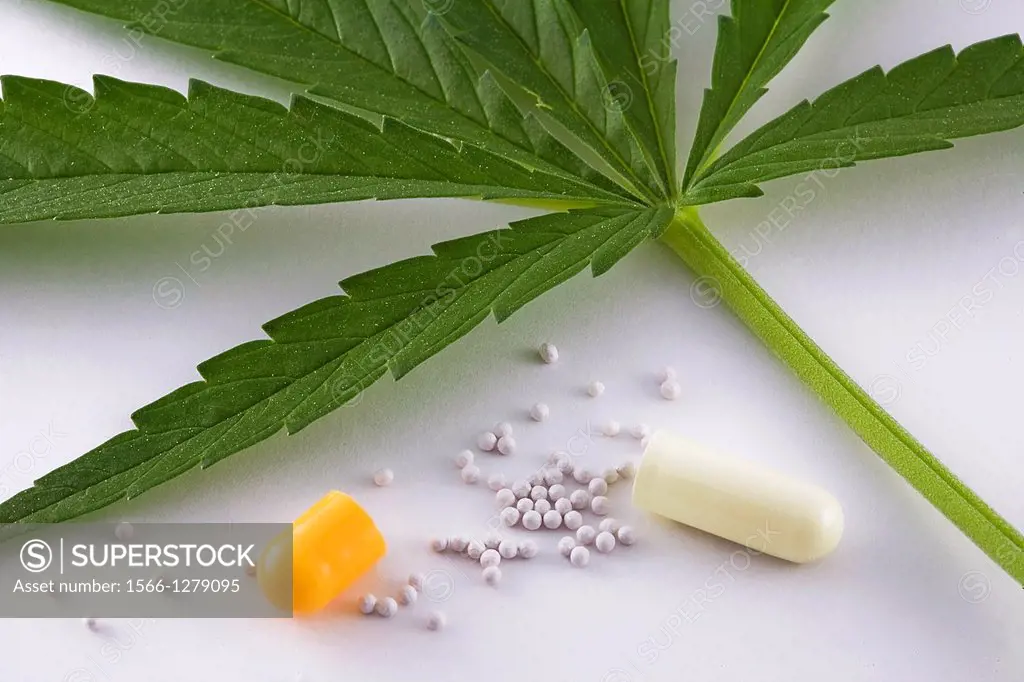 Concept of alternative medicine, leaf marijuana and contents of capsule open on white background.