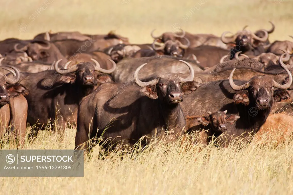 A herd of African Buffalo or Cape Buffalo (Syncerus caffer).