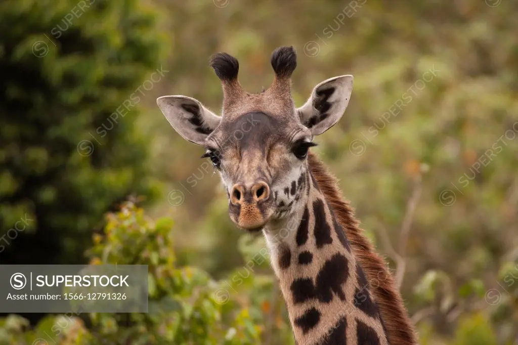 Close-up of a Masai Giraffe (Giraffa camelopardalis tippelskirchi) also known as the Maasai Giraffe or Kilimanjaro Giraffe, is the largest subspecies ...