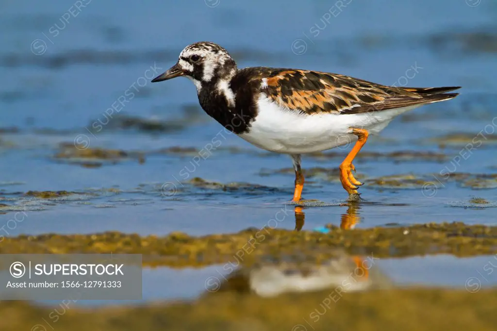Ruddy Turnstone (Arenaria interpres) scavenging for food on a beach. Photographed in Israel in August.