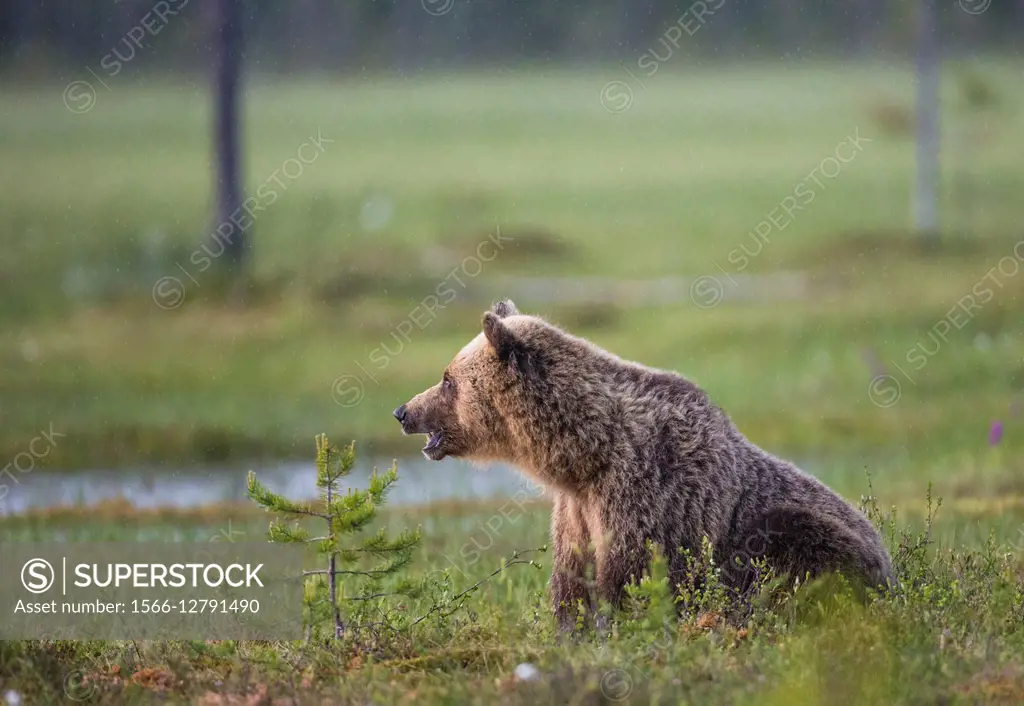 Brown bear, Ursus arctos, sitting and looking at the side making the phot a profile shoot, Kuhmo, Finland.
