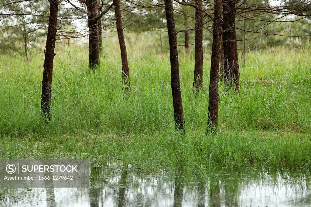 Swamp with trees growing in water and plants, similajau national park, bintulu, malaysia, borneo, asia