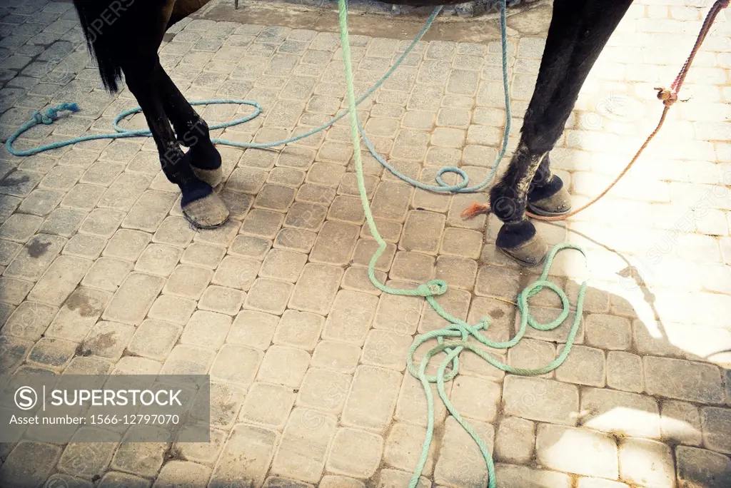 Close-up of the legs of a donkey with cords on the floor. Fez Medina, Morocco Africa