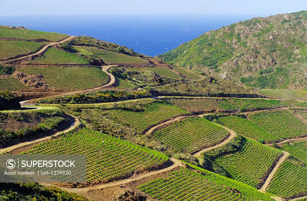 Vineyards of Banyuls sur mer, Cote Vermeille, Eastern Pyrenees, Languedoc-Roussillon, France.