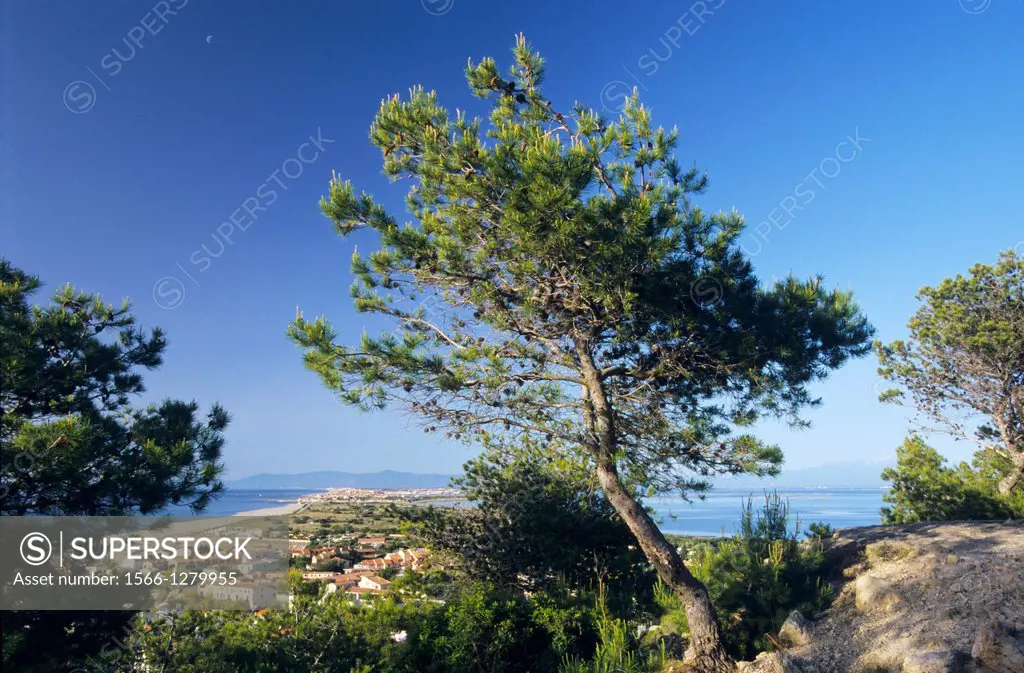 Stone pine tree (Pinus pinea) also called Italian stone pine, umbrella pine and parasol pine, Cap Leucate promontory, Aude, Languedoc-Roussillon, Fran...