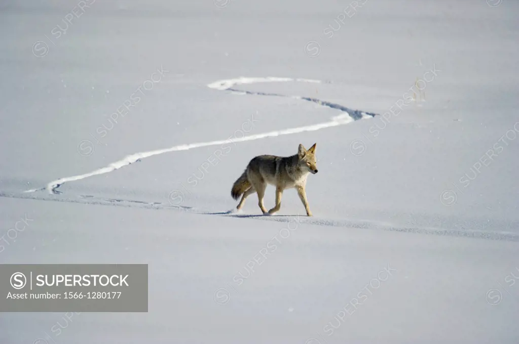 Coyote Canis latrans hunting along Lamar Valley at Yellowstone National Park, Mammoth Hot Springs, Wyoming, USA
