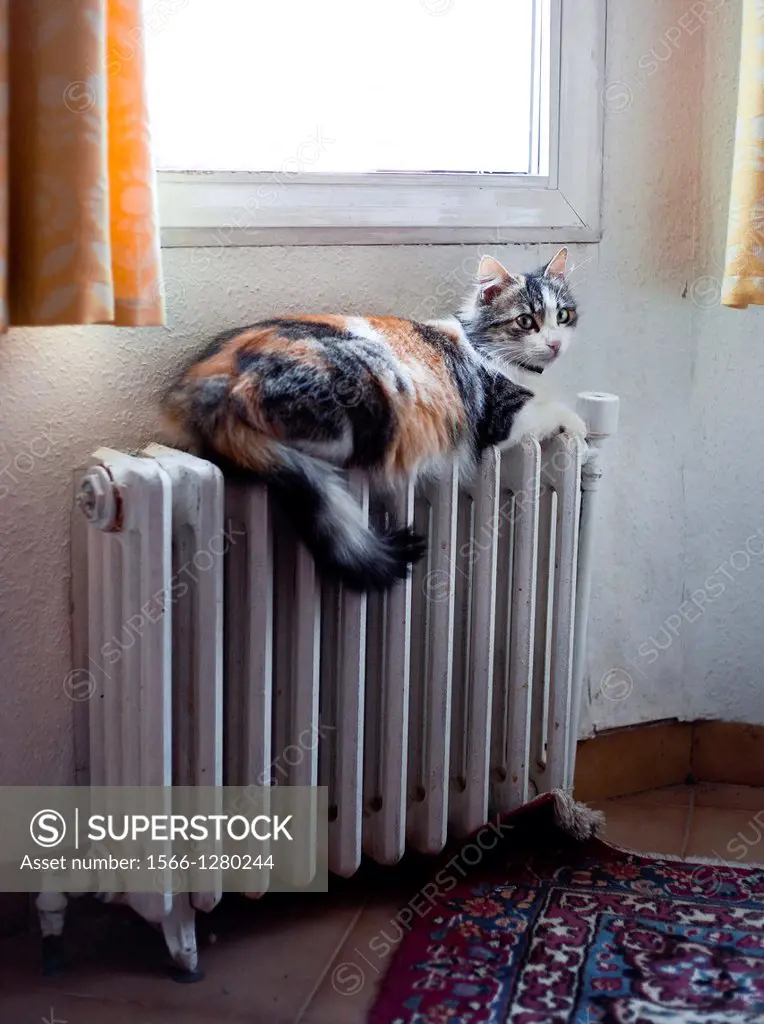 Cat on radiator Central Europe