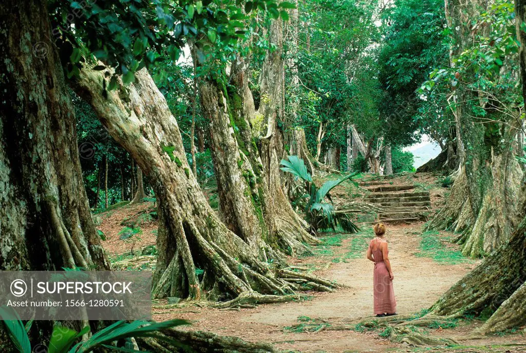 young woman walking on a Pterocarpus indicus tree-lined path, Mahe island, Republic of Seychelles, Indian Ocean