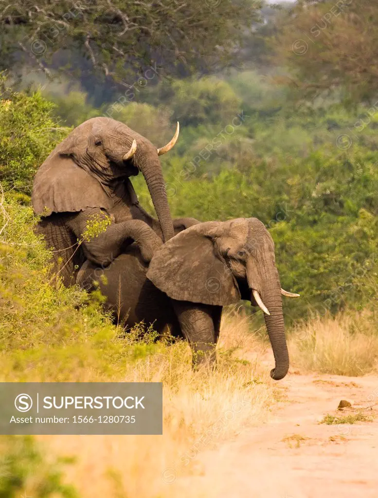 two mating elephants in Queen Elizabeth National Park, uganda