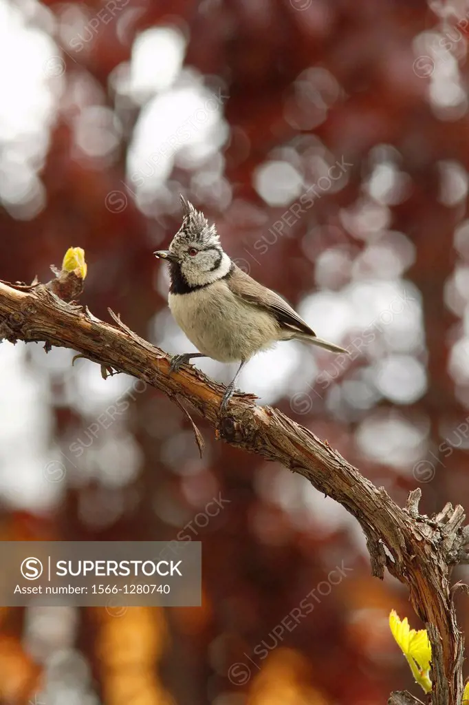 Tit perched on a branch of vine, Guadarrama National Park, Madrid, Spain