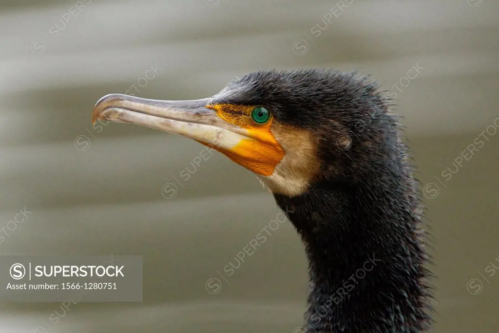 cormorant, Guadarrama National Park, madrid