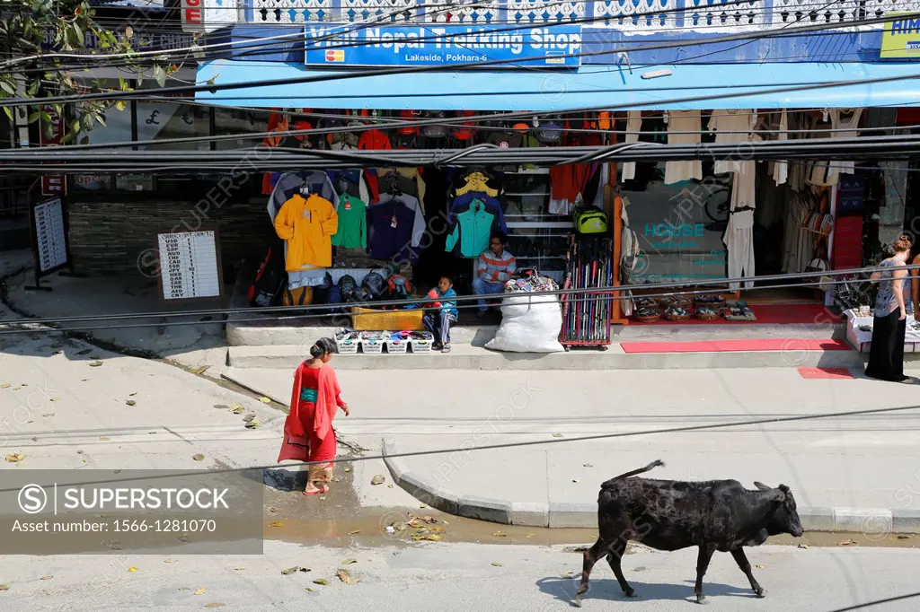 Nepal, City of Pokhara, scared cows wandering in the street