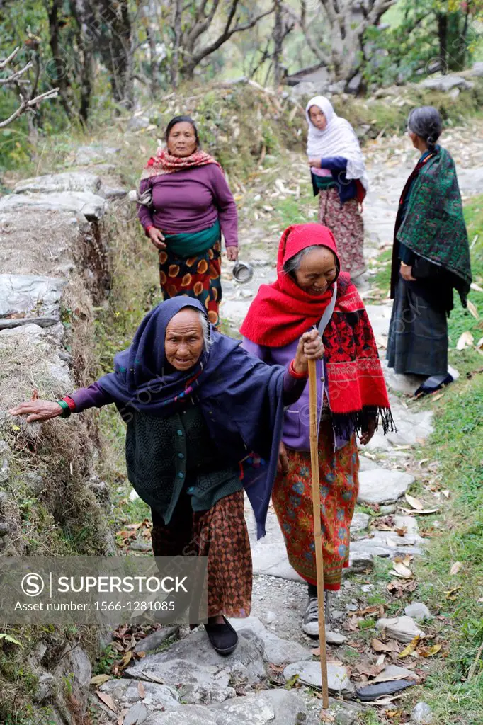 Nepal, Pokhara area, Pouderkot Village located on the Annapurna ancient way leading to Tibet and Mustang and offering beyond ricefields terraces stunn...