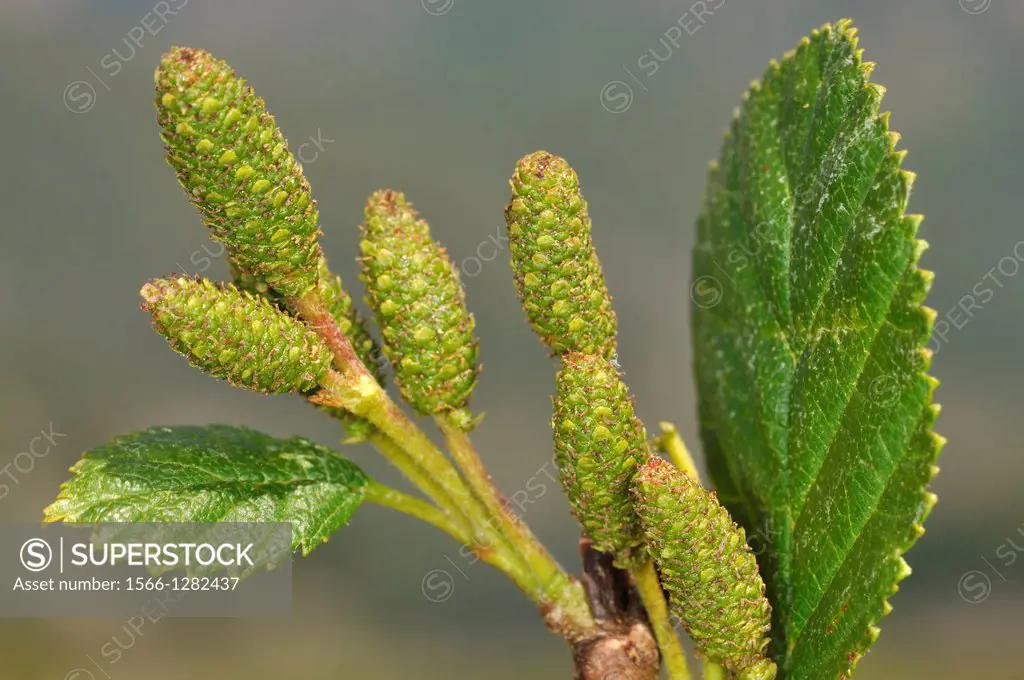 Alnus viridis, female inflorescences and young leaves.