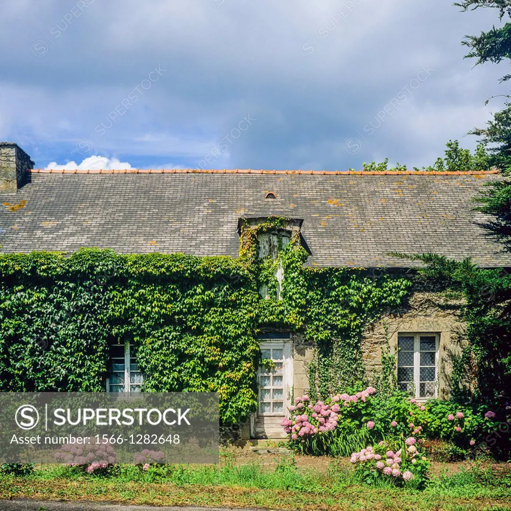 House covered with ivy Brittany France.