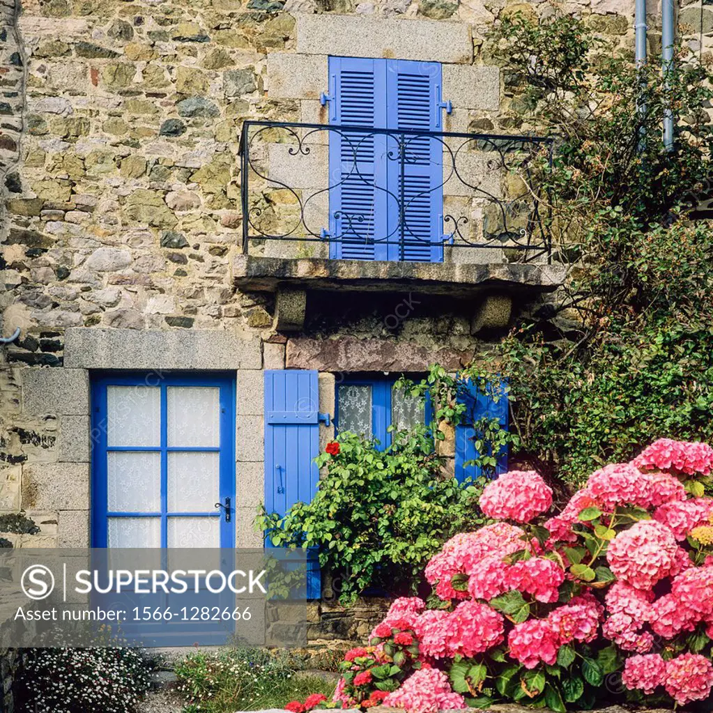 House with blue shutters and hydrangea flowers Brittany France.