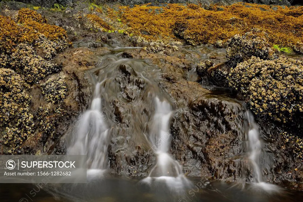 Waterfalls, eddies and mussle beds around a salmon stream emptying into Island Bay, Haida Gwaii (Queen Charlotte Islands) Gwaii Haanas NP, British Col...