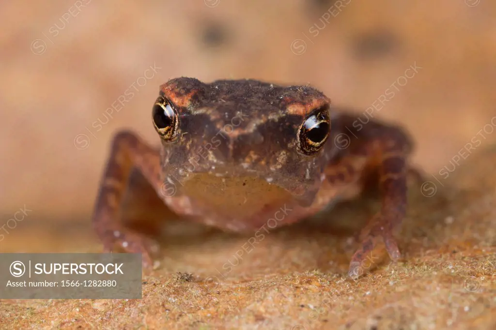 Toad. Image taken at Stutong Forest Reserve Park, Sarawak, Malaysia.