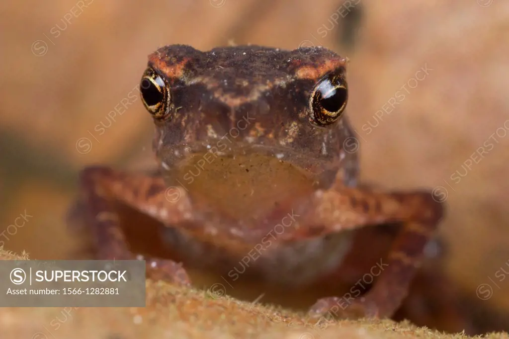 Toad. Image taken at Stutong Forest Reserve Park, Sarawak, Malaysia.