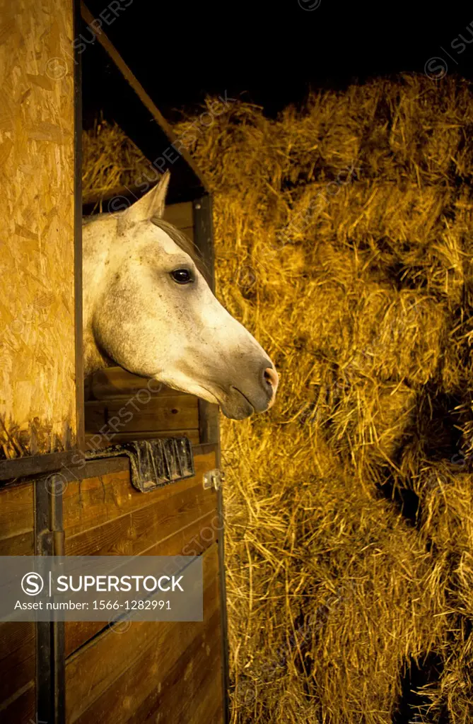Horse in stable. Vic. Barcelona. Catalunya. Spain