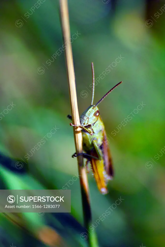 Grasshopper on a stalk of grass in a meadow, County Westmeath, Ireland.